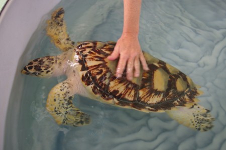 Albino-Turtle